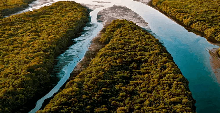 Mangroves image